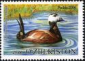 White-headed Duck (Oxyura leucocephala)