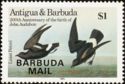 Least Petrel (Hydrobates pelagicus) - Overprinted