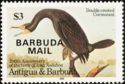 Double-crested Cormorant (Nannopterum auritum) - Overprinted