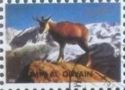 Alpine Chamois (Rupicapra rupicapra)