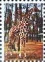 Giraffe (Giraffa camelopardalis)