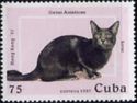 Korat (Felis silvestris catus)