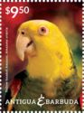 Yellow-headed Amazon (Amazona oratrix)