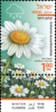 Anthemis leucanthemifolia