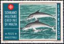Common Bottlenose Dolphin (Tursiops truncatus)