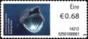 Basking Shark (Cetorhinus maximus)