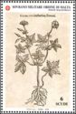Geranium bulbolum pennaei