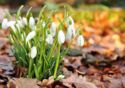 Snowdrops
