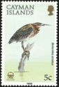 Striated Heron (Butorides striatus)