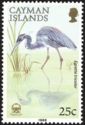 Tricolored Heron (Egretta tricolor)