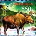 Yakutian Moose (Alces alces pfizenmayeri)