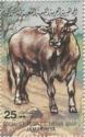 Bull (Bos primigenius taurus)