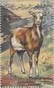 Domestic Goat (Capra hircus)