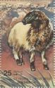 Domestic Sheep (Ovis aries)