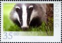 European Badger (Meles meles)