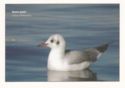 Black-headed Gull (Larus ridibundus)