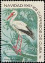 White Stork (Ciconia ciconia)