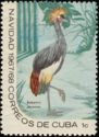 Black Crowned Crane (Balearica pavonina)