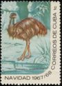 Emu (Dromiceius novaehollandiae)