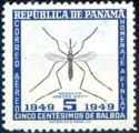 Yellow Fever Mosquito (Aedes aegypti) 