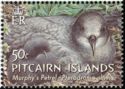 Murphy's Petrel (Pterodroma ultima), Young in the Nest