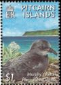 Murphy's Petrel (Pterodroma ultima)