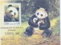 Giant Panda (Ailuropoda melanoleuca)