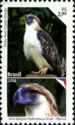 Philippine Eagle (Pithecophaga jefferyi)