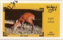 Red Duiker