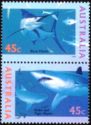Black Marlin & Shortfin Mako, Tiger Shark