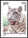 White Tiger (Pantera tigris)
