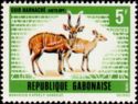 Harnessed Bushbuck (Tragelaphus scriptus)