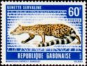 Servaline Genet (Genetta servalina)