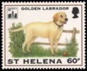 Golden Labrador (Canis lupus familiaris)