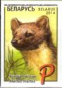 European Pine Marten (Martes martes)