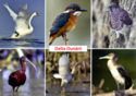 Bird Species of Danube Delta