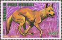 Dingo (Canis lupus dingo)