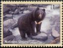 Asiatic Black Bear (Ursus thibetanus)