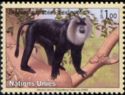Lion-tailed Macaque (Macaca silenus)