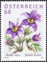 European pasqueflower (Pulsatilla vulgaris)