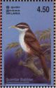 Scimitar Babbler (Pomatorhinus horsfieldii)