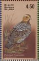 Painted Francolin (Francolinus pictus)