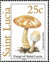 Lepiota spiculata
