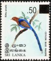 Ceylon Blue Magpie (Kitta ornata)