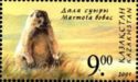 Bobak Marmot (Marmota bobak)
