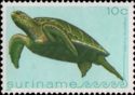 Green Sea Turtle (Chelonia mydas)