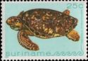 Hawksbill Turtle (Eretmochelys imbricata)