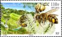 Wild Bees (Apis sp.), Bee Hives