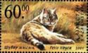 African Wildcat (Felis silvestris lybica)