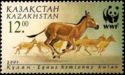 Turkmen Kulan (Equus hemionus kulan), Galloping